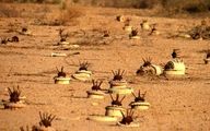 یک مصدوم در پی انفجار مین در شوش