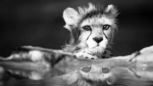 ارائه اطلاعات نادرست و غیرمستند کمکی به حفظ یوز نمی‌کند